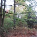 Geografisches Arboretum Rombergpark am 17,102018 (72)